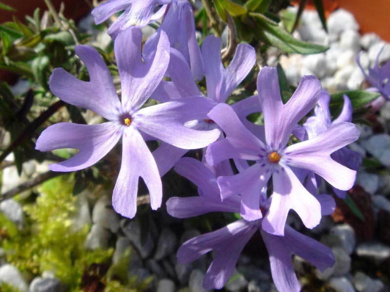 Phlox bifida photo